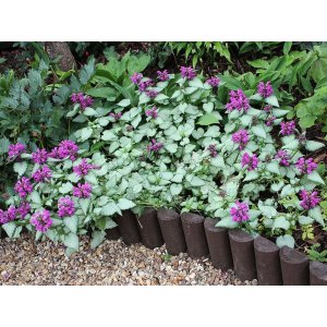 Hluchavka škvrnitá (Lamium maculatum) ´BEACON SILVER´, kont. C1L 